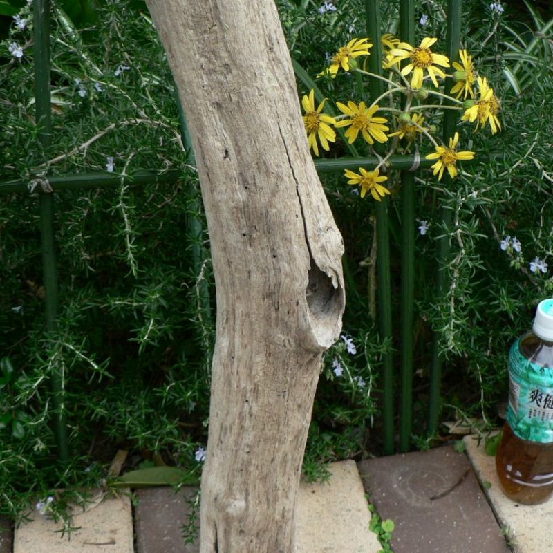 画像: 根っこ・幹の流木(中)「寒椿」