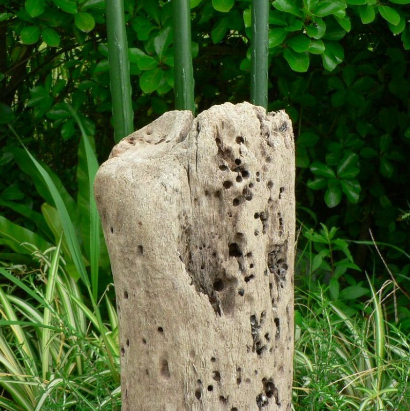 画像: 根っこ・幹の流木(中)「高秋」