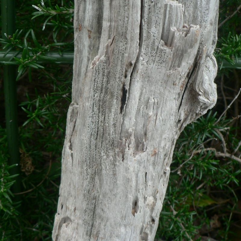 画像: 根っこ・幹の流木(小)「突風」