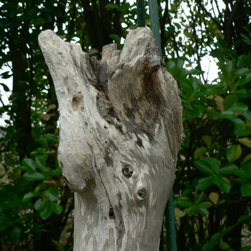 画像: 根っこ・幹の流木(中)「春猫」