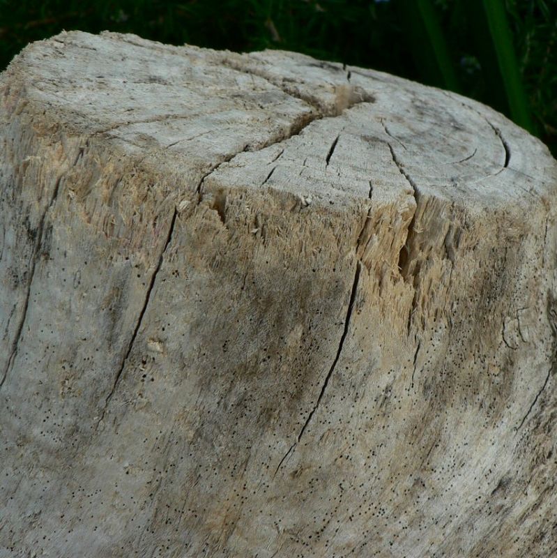 画像: 根っこ・幹の流木(小)「和楽」