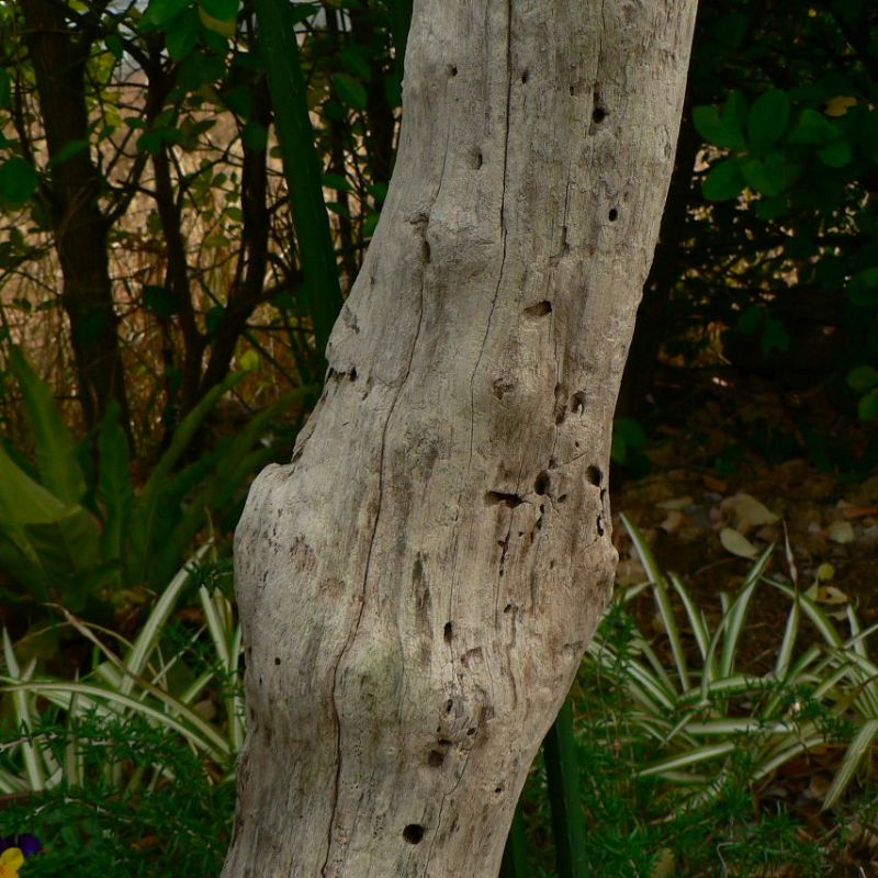画像: 根っこ・幹の流木(中)「犬椈」