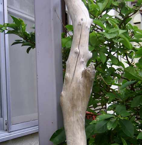 画像: 根っこ・幹の流木　「早蕨」