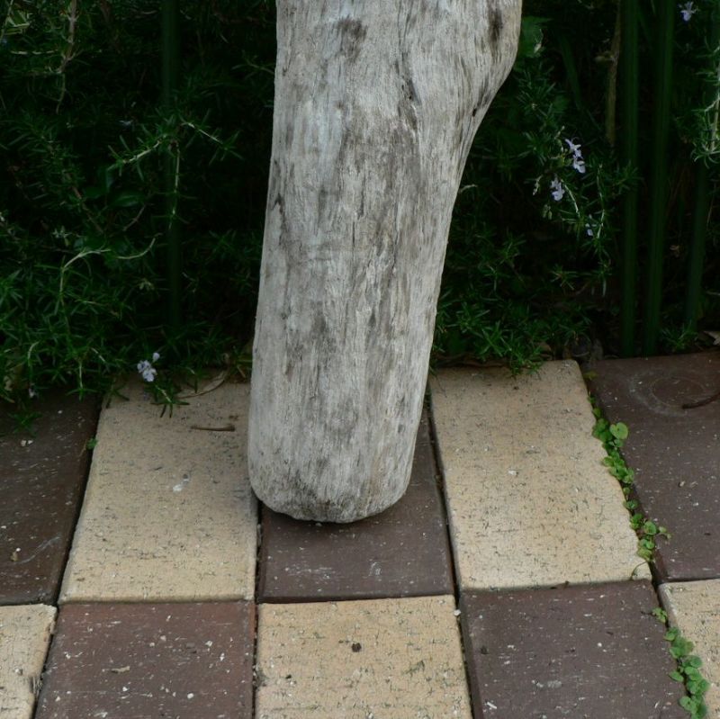 画像: 根っこ・幹の流木(中)「山犬」