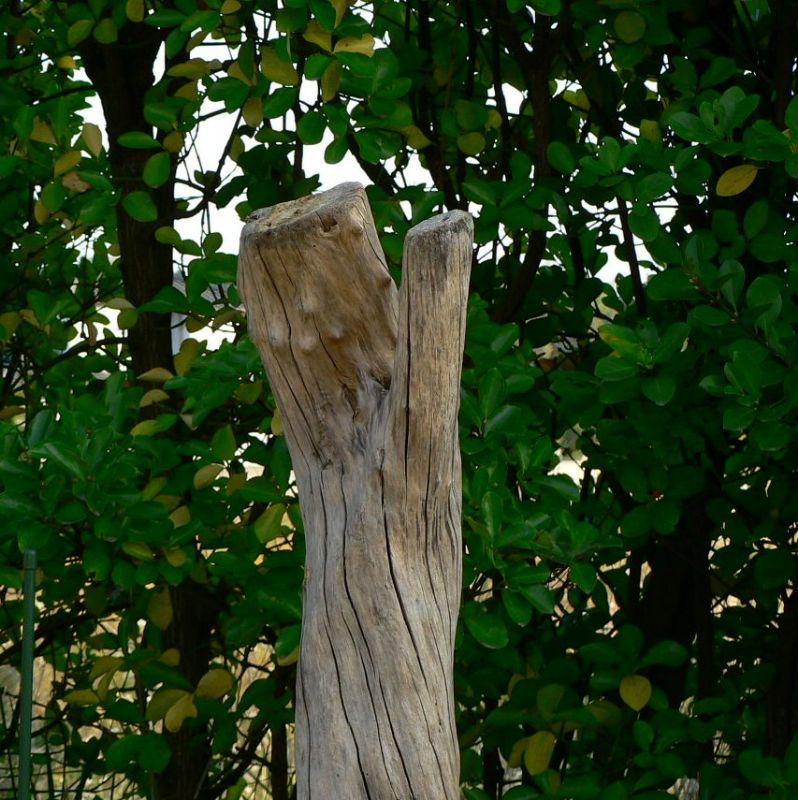 画像: 根っこ・幹の流木(大)「蝋梅」