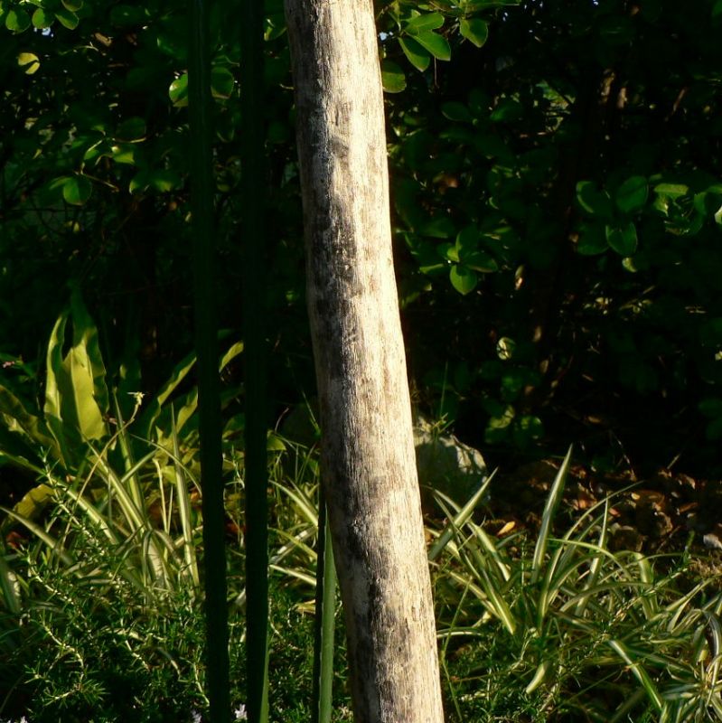 画像: 枝・棒の流木(中)「緑簾」
