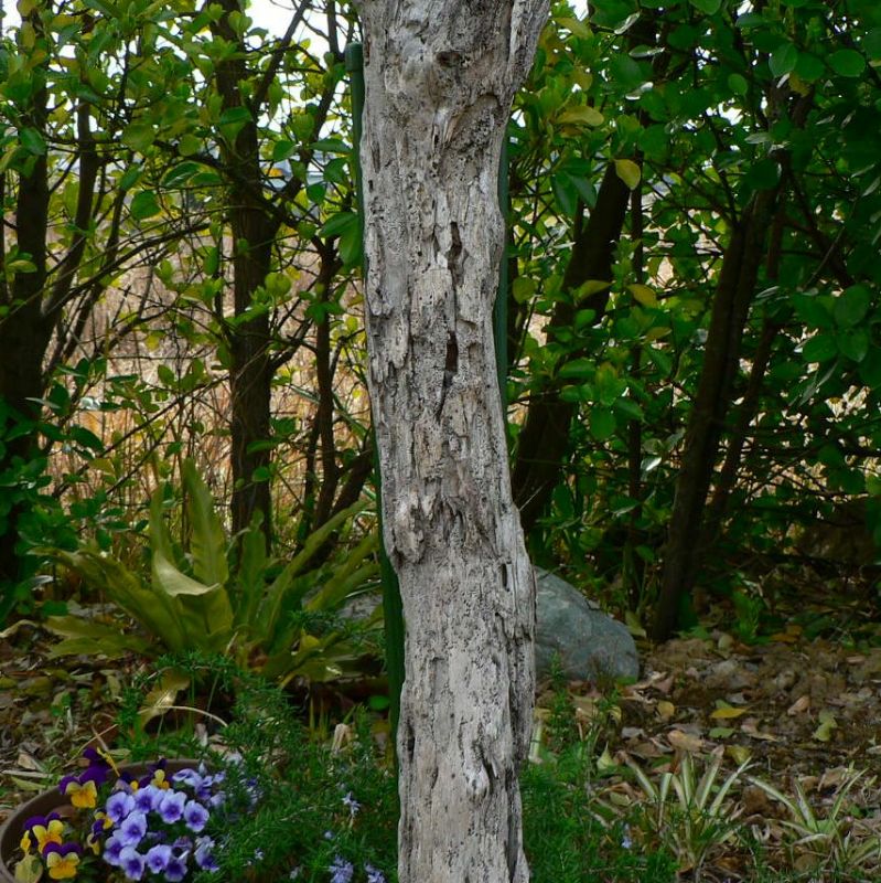 画像: 根っこ・幹の流木(中)「春紫苑」
