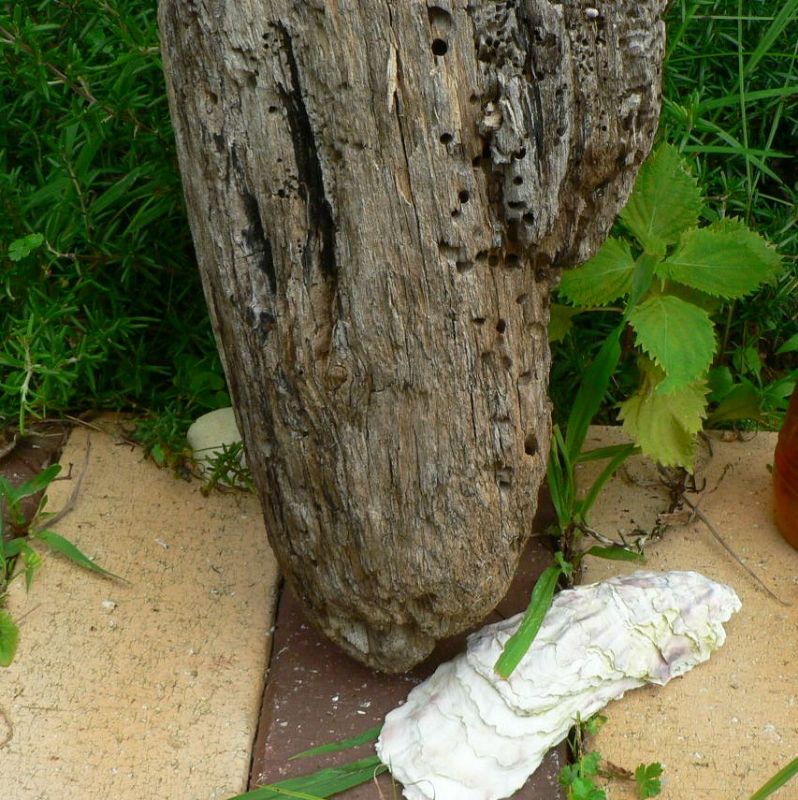 画像: 根っこ・幹の流木(小)「玄英」