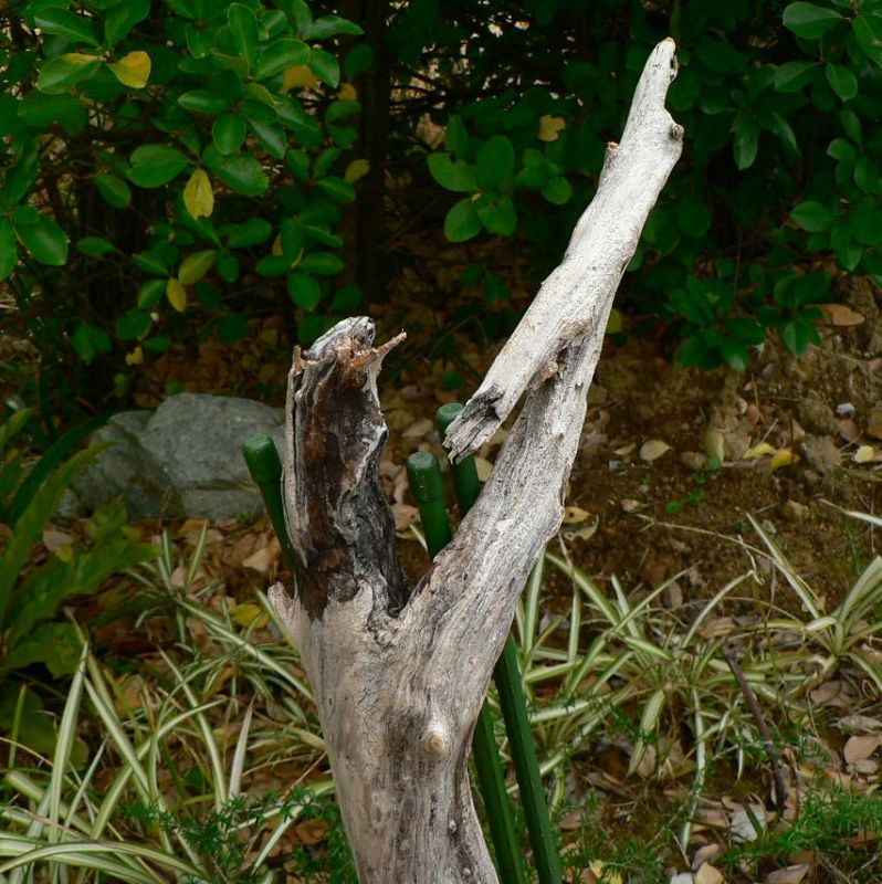 画像: 根っこ・幹の流木(中)「犬蓼」
