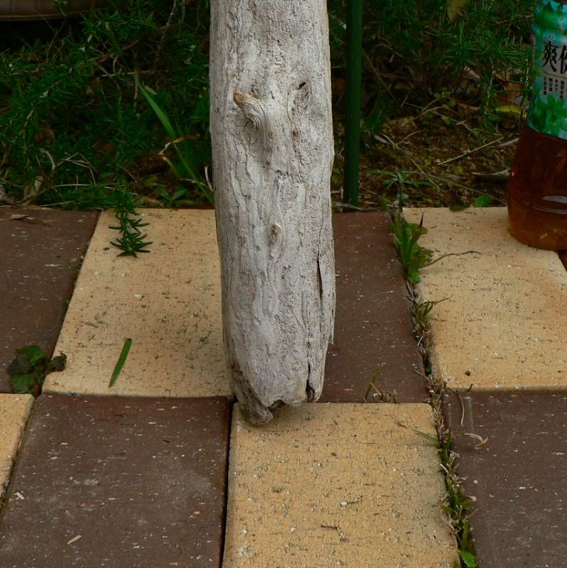 画像: 根っこ・幹の流木(中)「犬蓼」