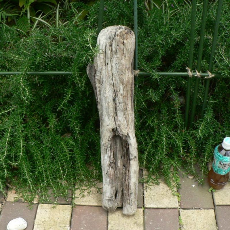 画像: 根っこ・幹の流木(小)「今朝」