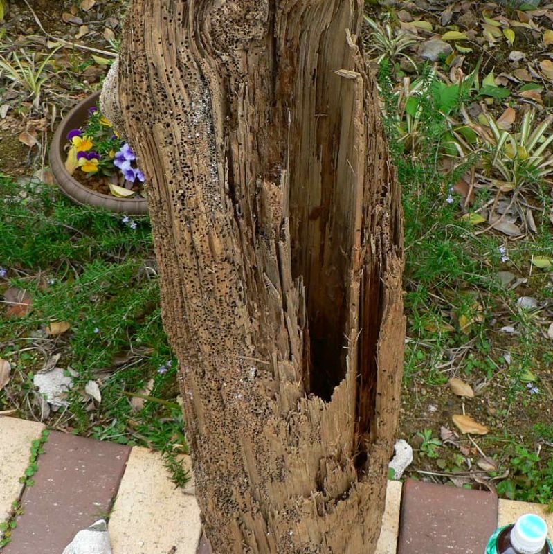 画像: 根っこ・幹の流木(中)「上溝桜」