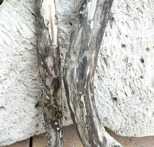 画像: 小ぶりのアートな流木　「ジャガー」