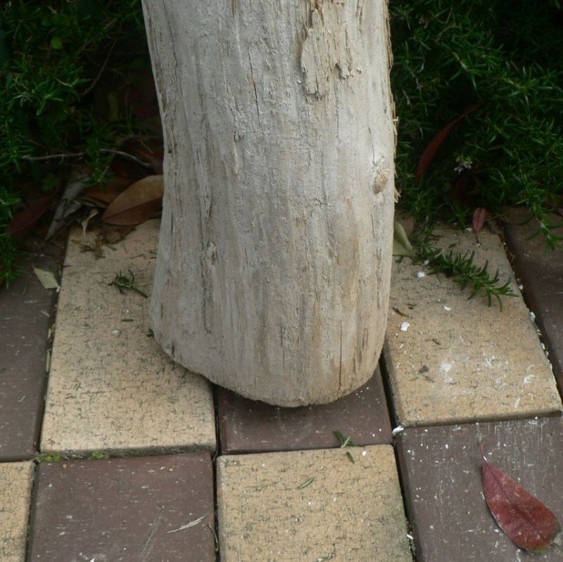 画像: 根っこ・幹の流木(中)「家桜」